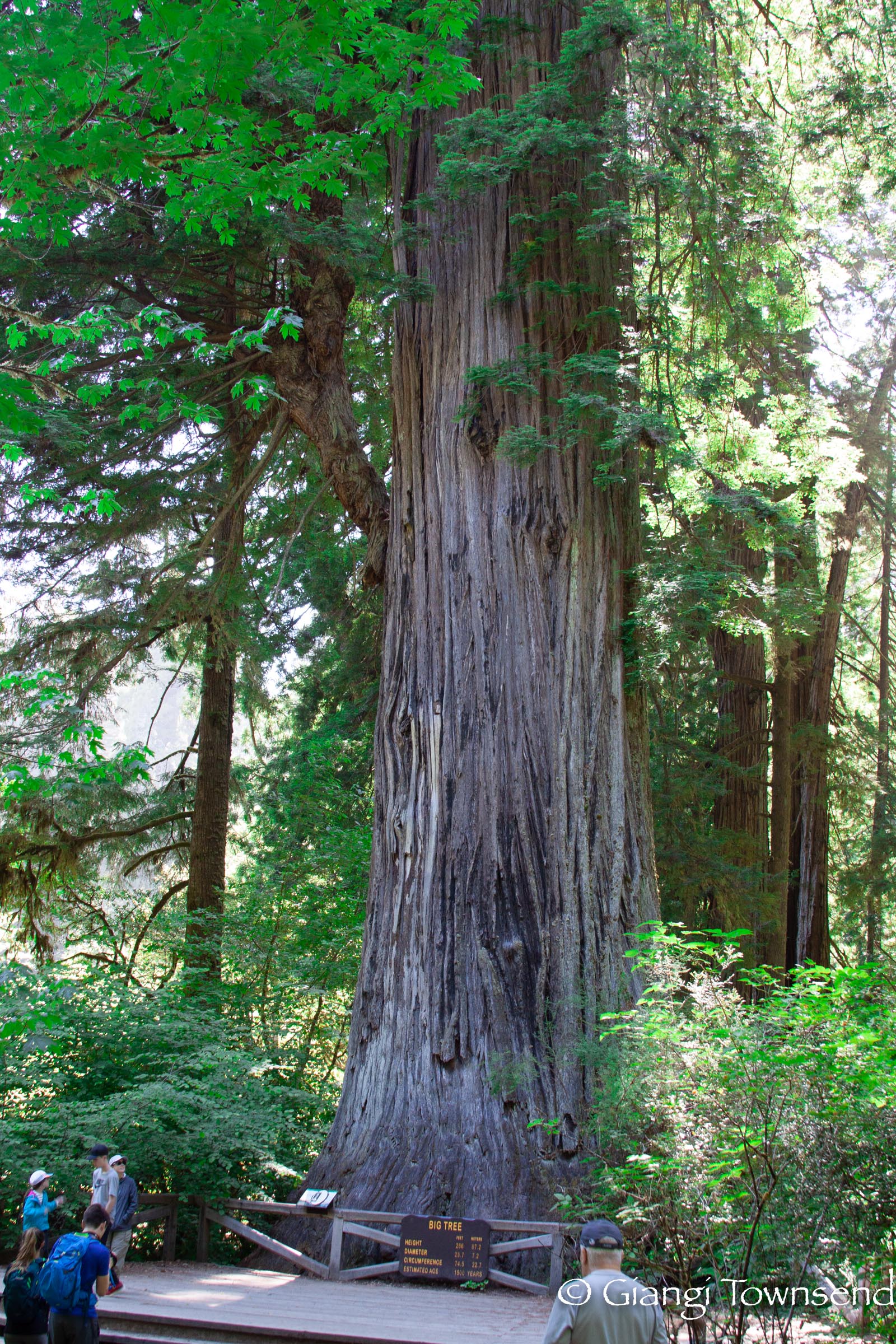 Eureka and The Redwood National Park