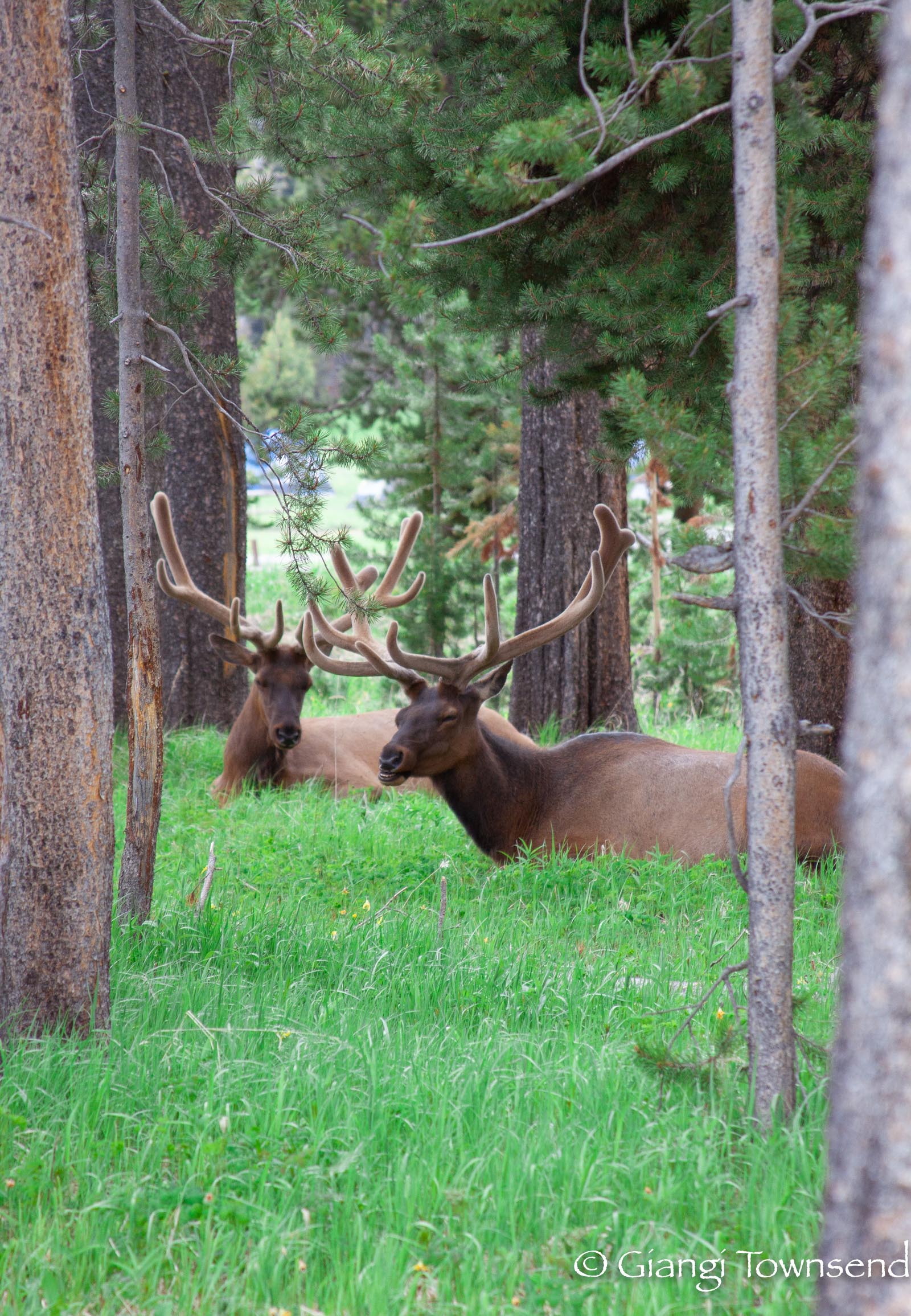 Yellowstone National Park