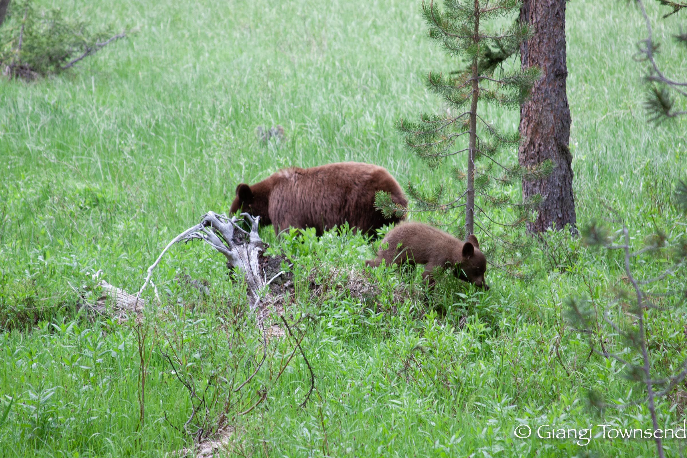 Yellowstone National Park