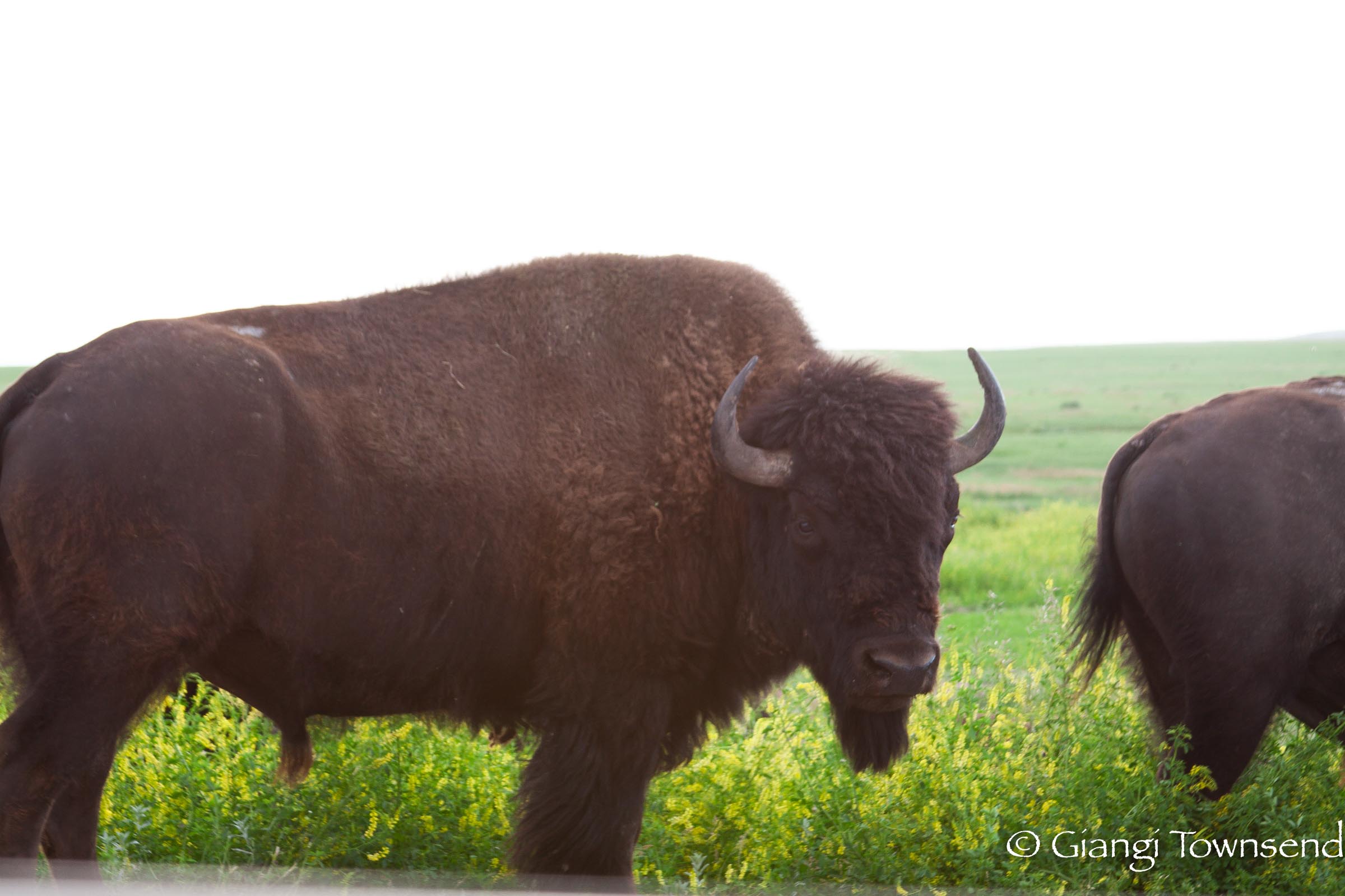 Badlands National Park – A Must See If Nearby