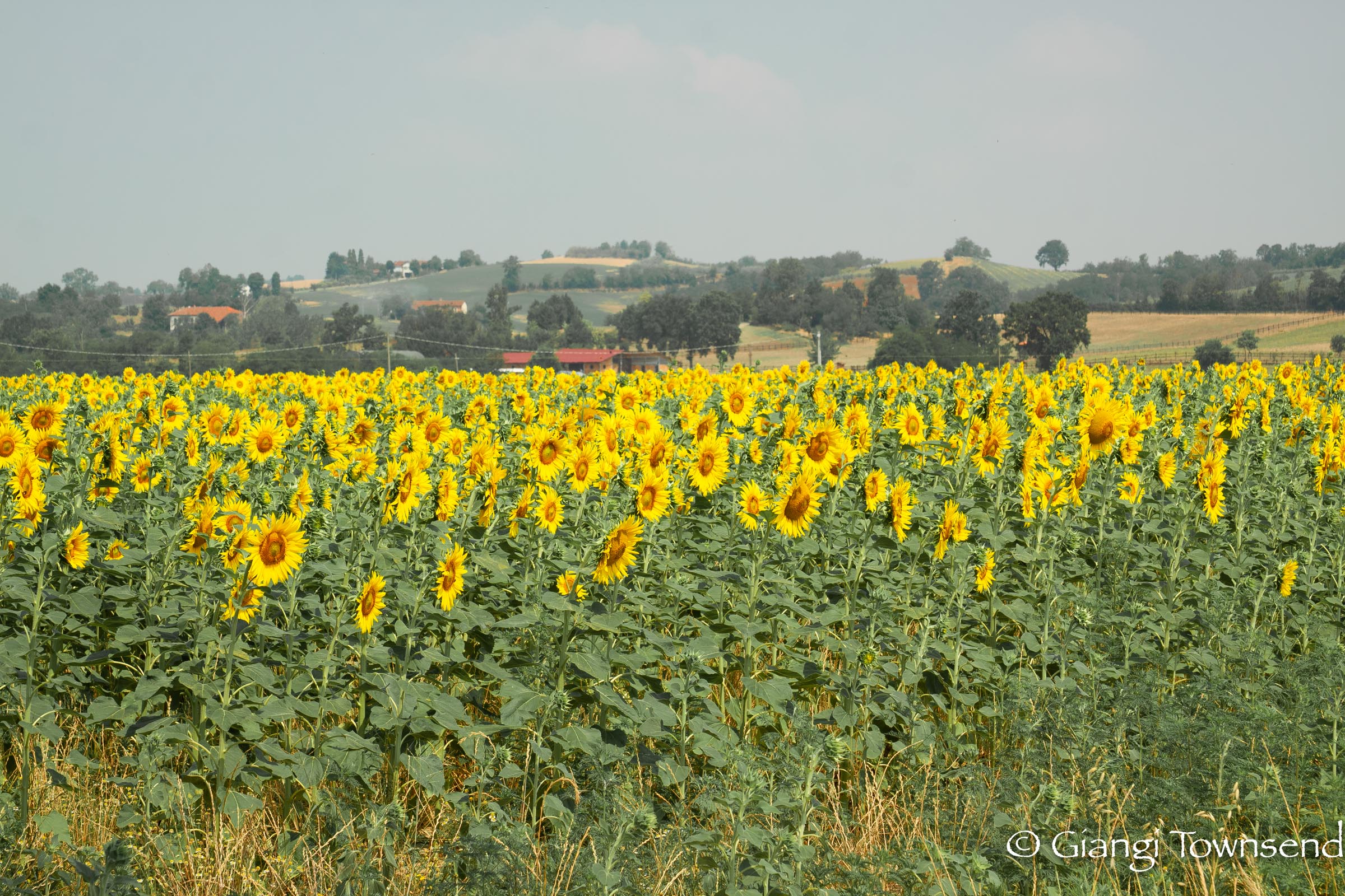 Piemonte ~ Italy