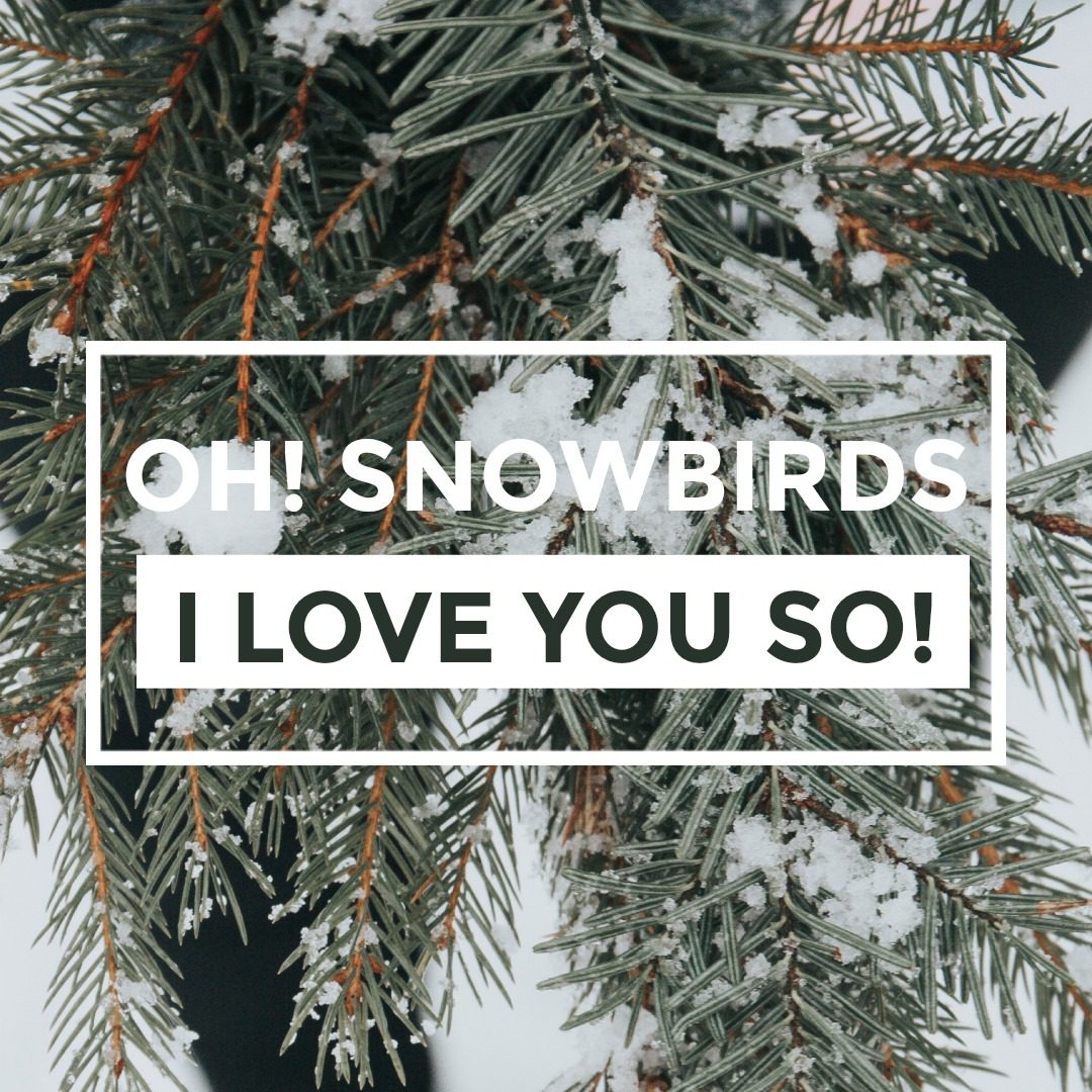 Oh! Snowbirds I Love you so!