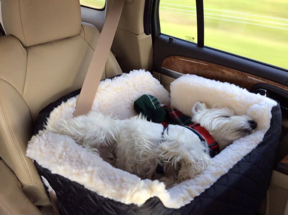 Love to Travel with Our Westie. Love the Westietude