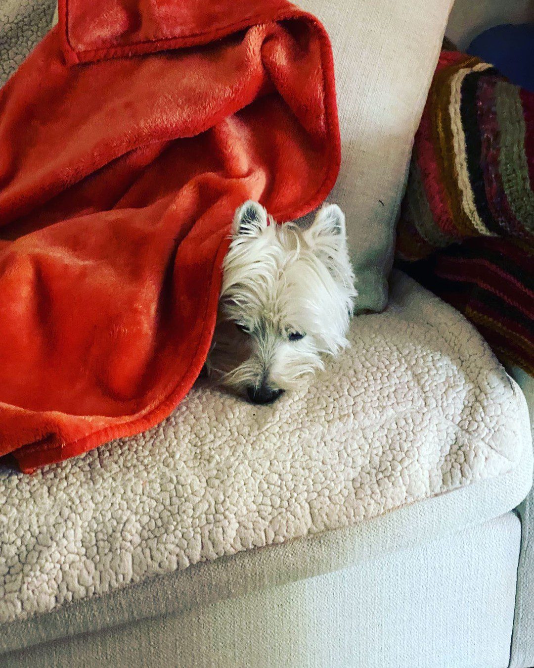 Too cold to go outside. Loves the snuggles
💕🐾💕🐾💕🐾💕
.
.
.
.
. #westie #westiegram #westiemania #westielove #westielife #westhighlandwhiteterrier #dogofinstagram #puppy  #westiegram #westielove #westiedog #westiedog #westielovers #instawestie #giangitownsend #lovemylife #westiesarethebest
